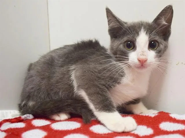 A baby small-sized male Domestic Short Hair cat named Bobby for adoption in Sacramento, CA