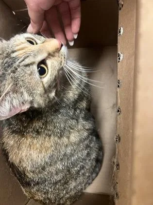 An adult medium-sized female Buff / Tan / Fawn Domestic Short Hair cat named Scarlet for adoption in Wichita, KS