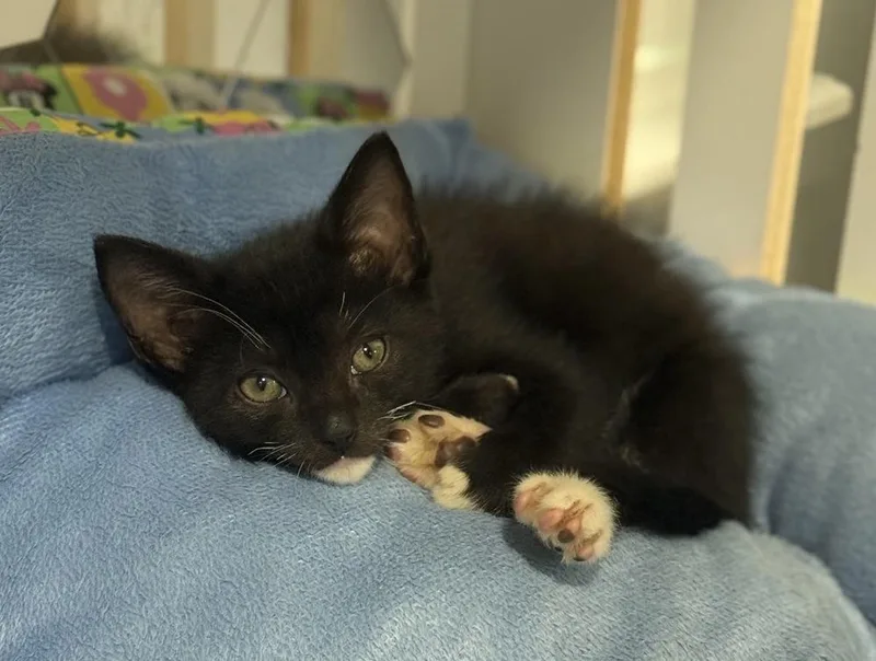 A baby small-sized male Black & White / Tuxedo Domestic Short Hair cat named Valentino for adoption in Orlando, FL