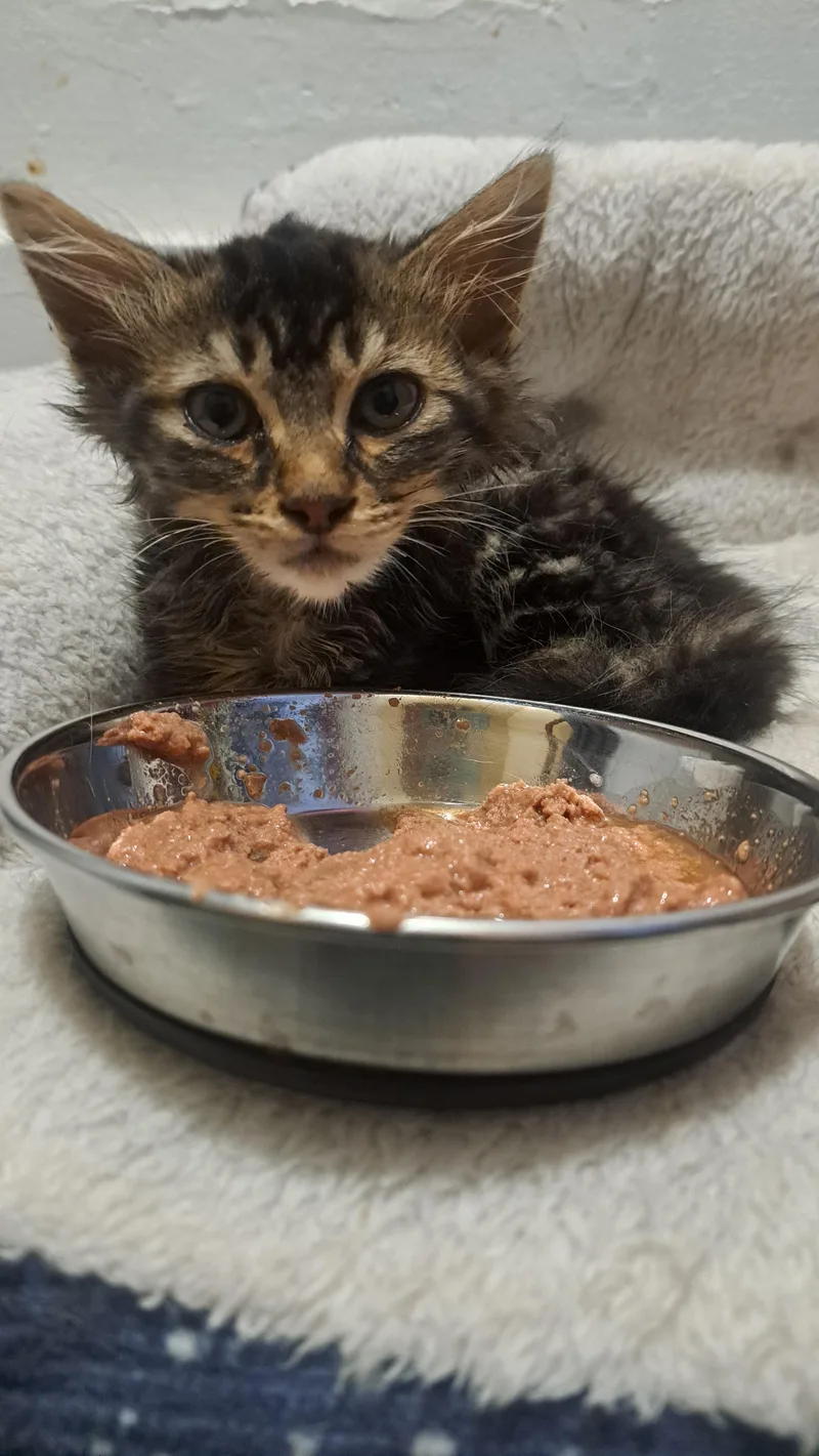 A young small-sized male Tabby (Brown / Chocolate) Domestic Long Hair cat named Caprese for adoption in Cincinnati, OH