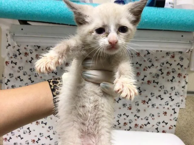 A baby small-sized male Domestic Short Hair cat named Groundhog Day for adoption in Riverside, CA