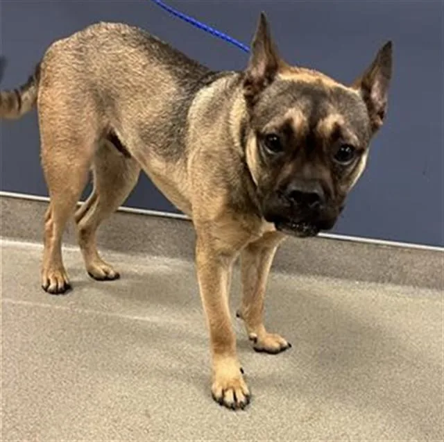 A young small-sized male Presa Canario dog named Sven for adoption in Miami, FL