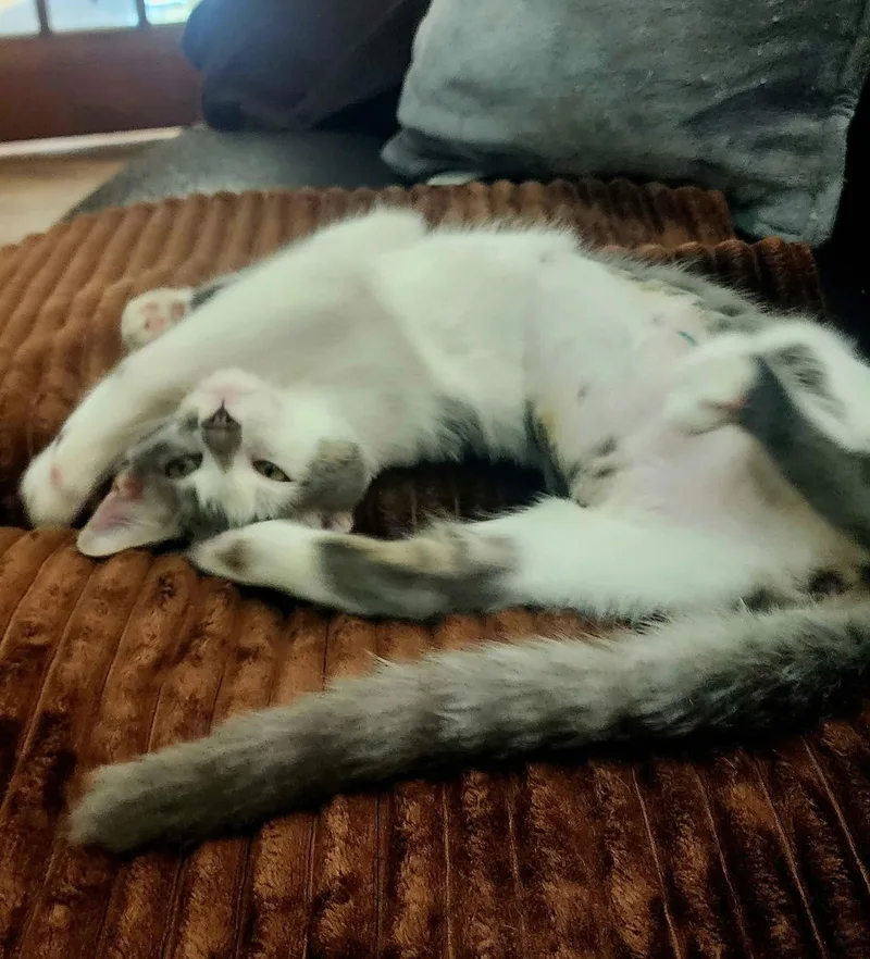 A young medium-sized female Tabby (Gray / Blue / Silver) Domestic Short Hair cat named Anchovy for adoption in Belchertown, MA