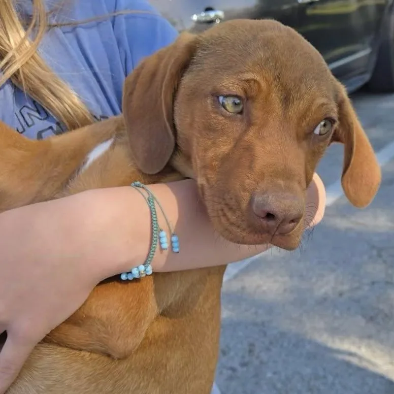 A baby large-sized female Red / Chestnut / Orange Rhodesian Ridgeback dog named April for adoption in Blue Springs, MO