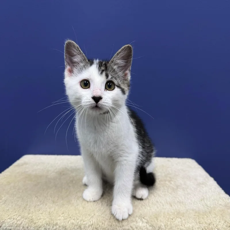 A baby medium-sized female White Tabby cat named Lizzy for adoption in High Ridge, MO