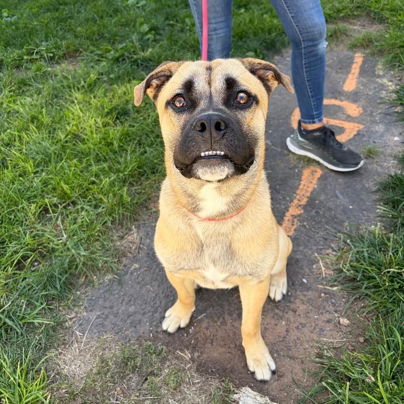 A young medium-sized male Mixed Breed dog named Rutgers for adoption in Newark, NJ