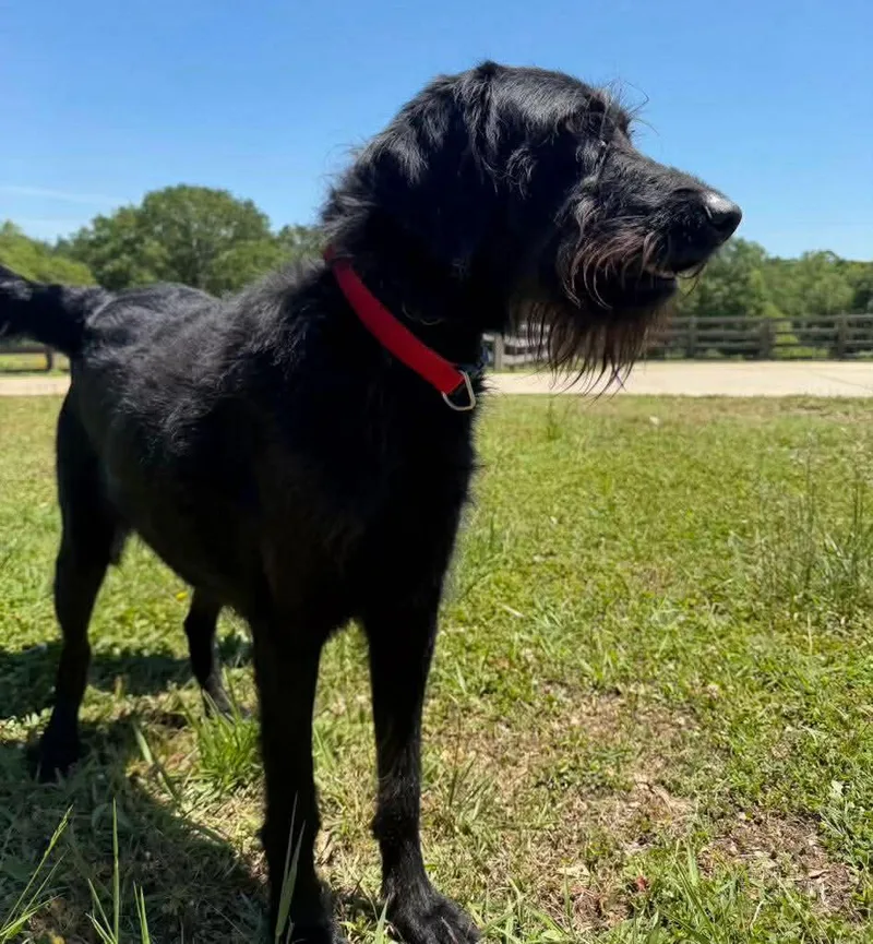 An adult large-sized male Labrador Retriever dog named Niko for adoption in Parrish, FL