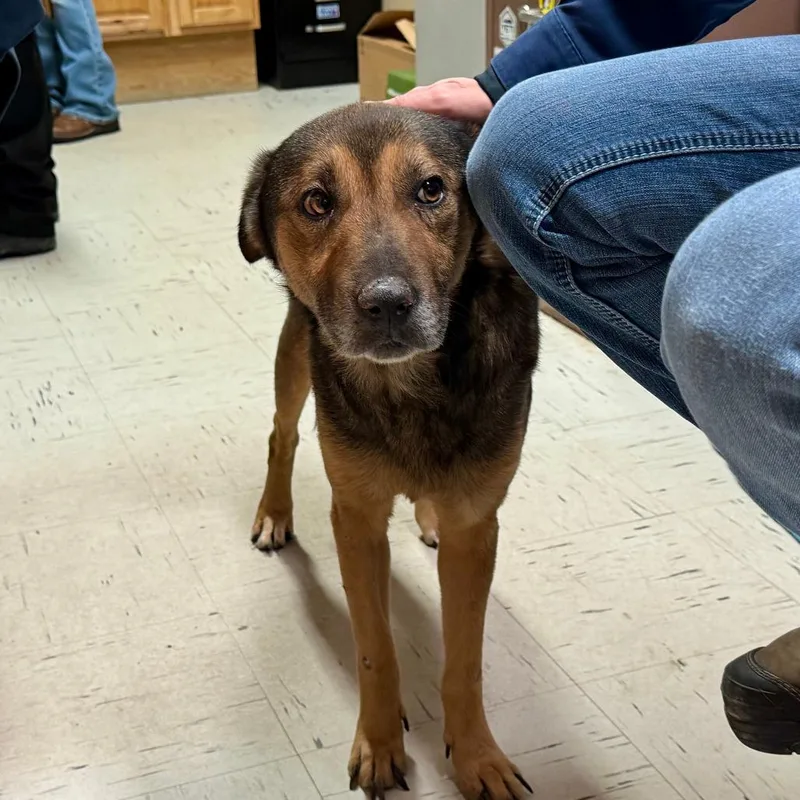 An adult small-sized male Brown / Chocolate Shepherd dog named Stanley for adoption in Kerrville, TX