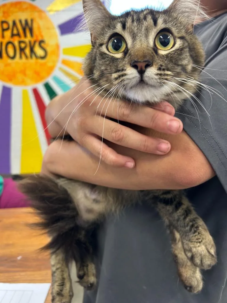 A young small-sized female Domestic Long Hair cat named Joy for adoption in Thousand Oaks, CA