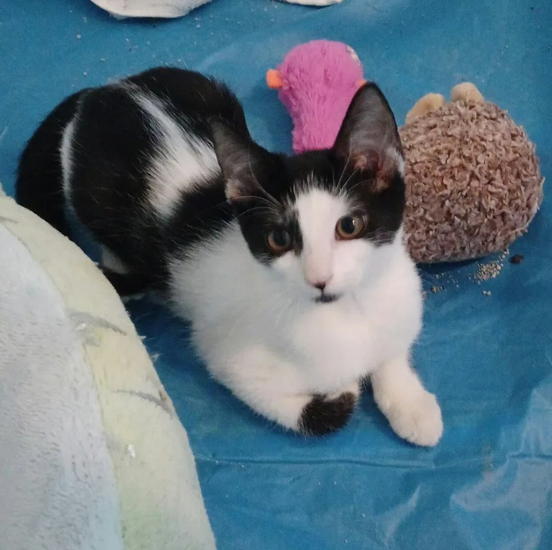 A young medium-sized male Black & White / Tuxedo Domestic Short Hair cat named Oreo for adoption in Royal Palm Beach, FL
