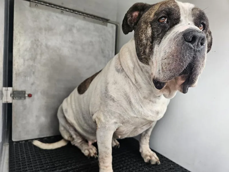 A senior large-sized female Pit Bull Terrier dog named Bellauna for adoption in Vineland, NJ