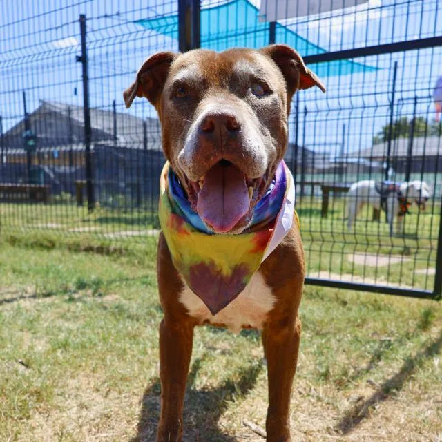 A senior medium-sized male American Staffordshire Terrier dog named Natas for adoption in San Antonio, TX