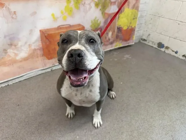 An adult large-sized female Pit Bull Terrier dog named Pebbles for adoption in San Bernardino, CA
