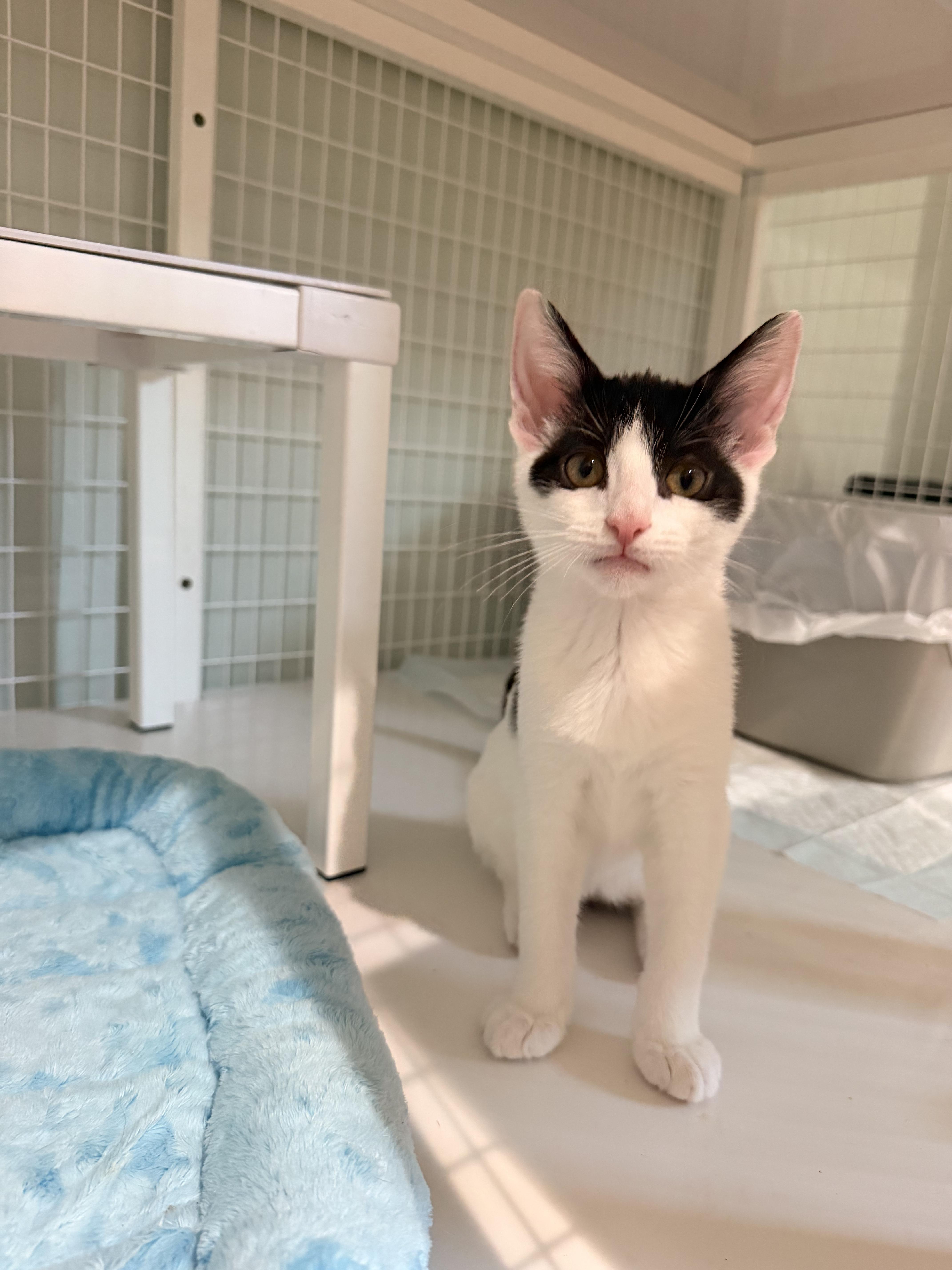 A baby medium-sized female Black & White / Tuxedo Domestic Short Hair cat named Mermaid for adoption in Suffolk, VA