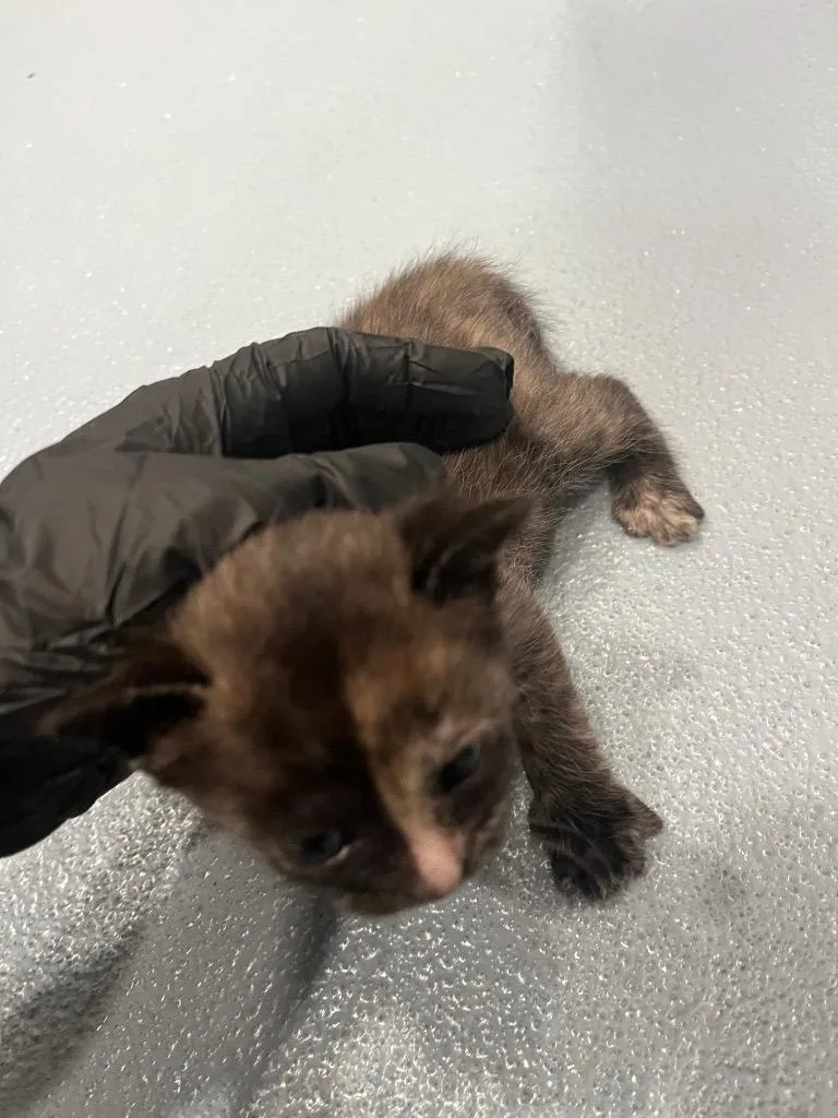 A baby small-sized female Domestic Short Hair cat named Nene for adoption in Cartersville , GA
