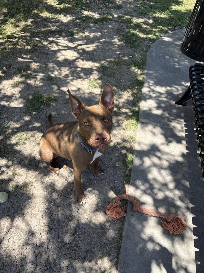 A young medium-sized male Pit Bull Terrier dog named Sabertooth for adoption in Richardson, TX