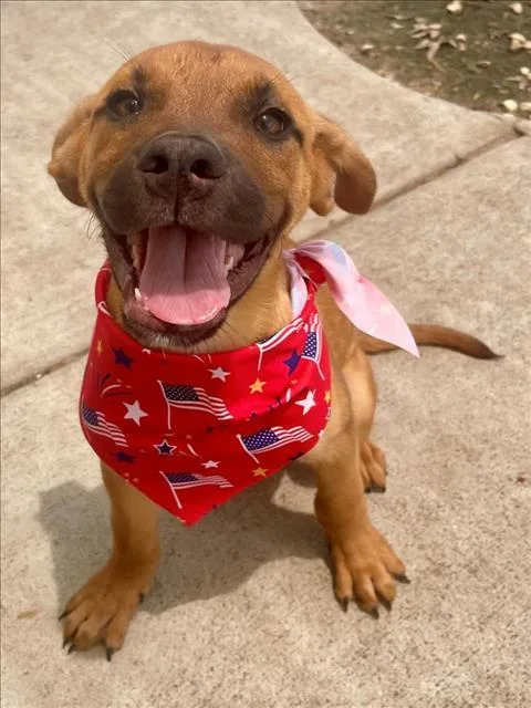 A baby small-sized male Labrador Retriever dog named Ollie for adoption in Tulsa, OK