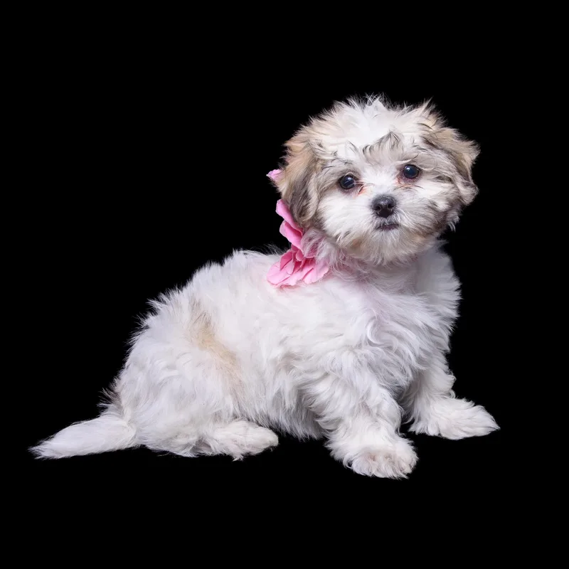 A baby small-sized female White / Cream Shih Tzu dog named Gracie for adoption in Aurora, CO