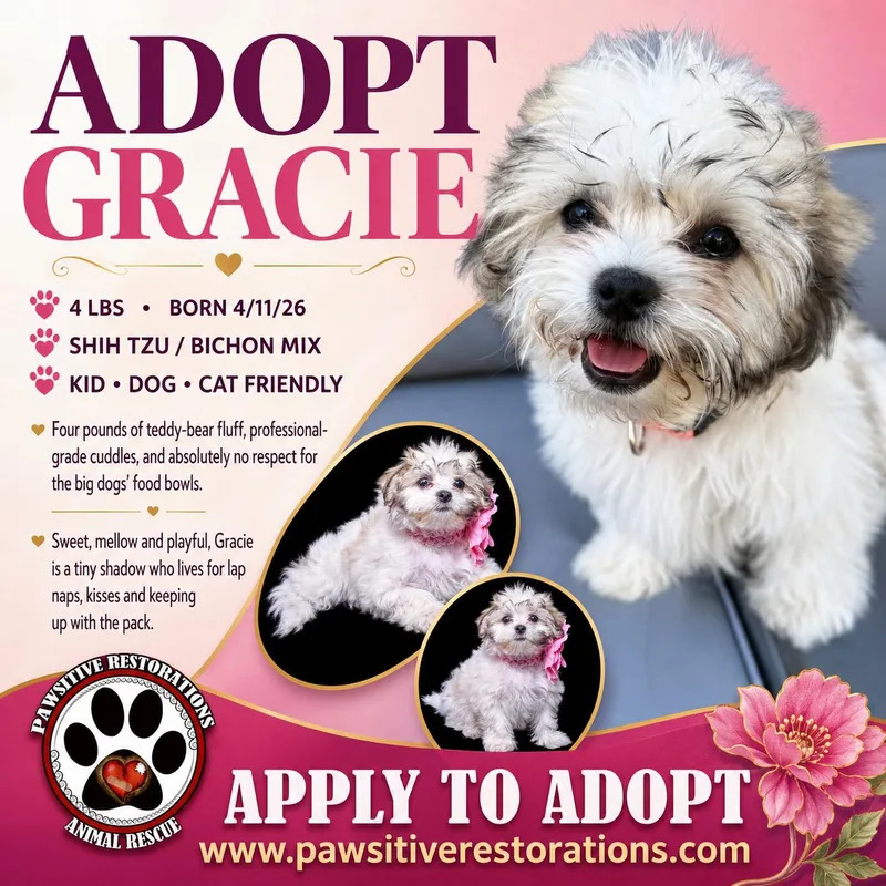 Gracie thumbnail 2
