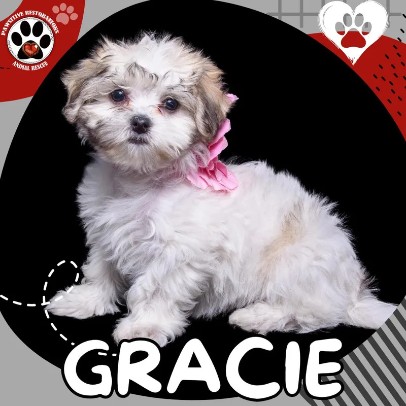 Gracie thumbnail 4