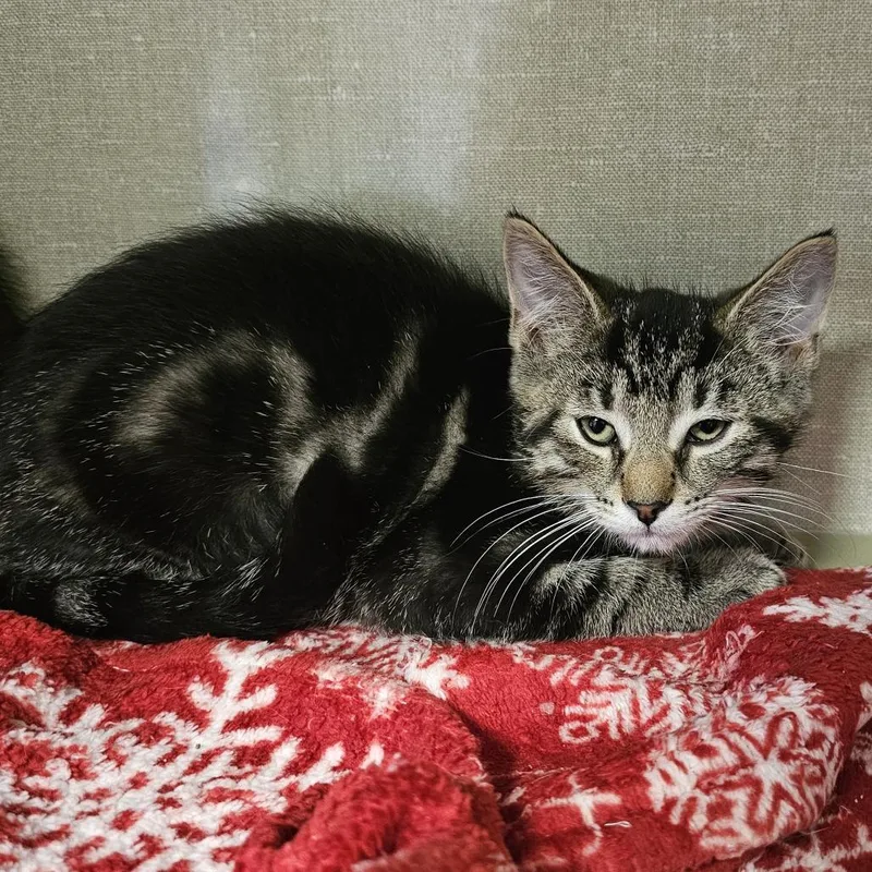 A baby small-sized male Brown / Chocolate Domestic Short Hair cat named Zander for adoption in Monroe, MI