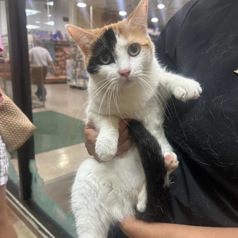 An adult medium-sized female White Domestic Short Hair cat named Odette for adoption in Midland, TX