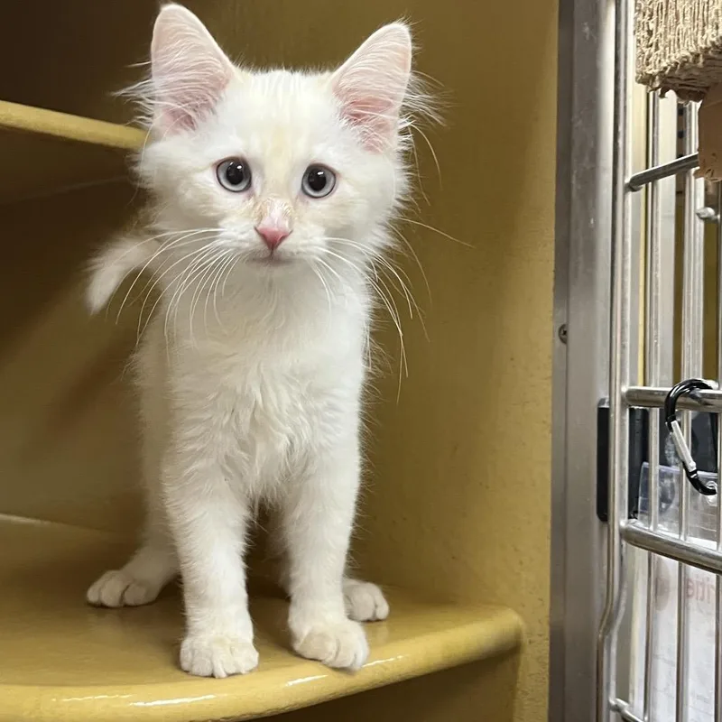 A baby small-sized male White Domestic Medium Hair cat named Shoat for adoption in Las Vegas, NV