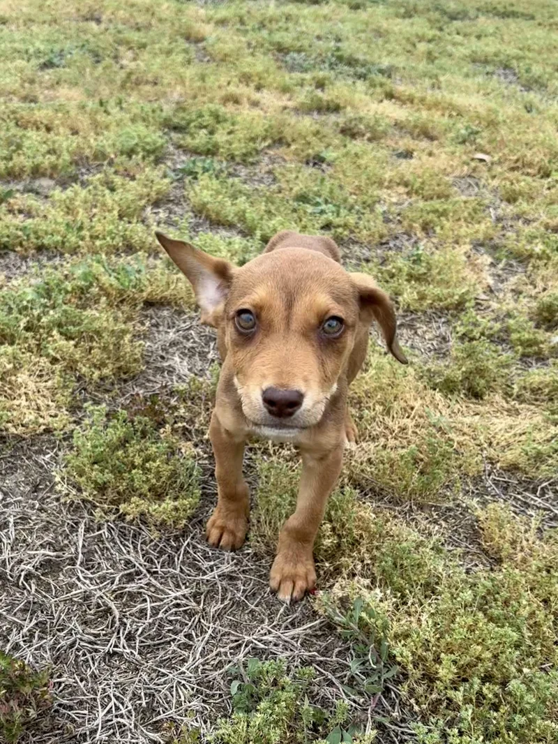 A baby medium-sized male Red / Chestnut / Orange Hound dog named Shamrock for adoption in Valdosta, GA