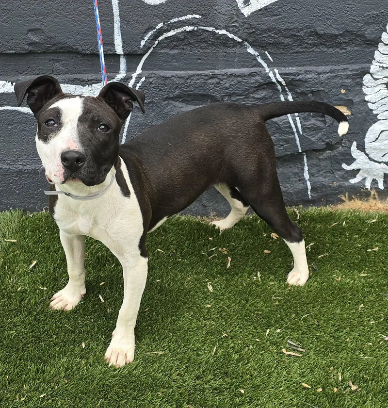 A baby medium-sized female White / Cream Pit Bull Terrier dog named Charmer for adoption in Newport, TN