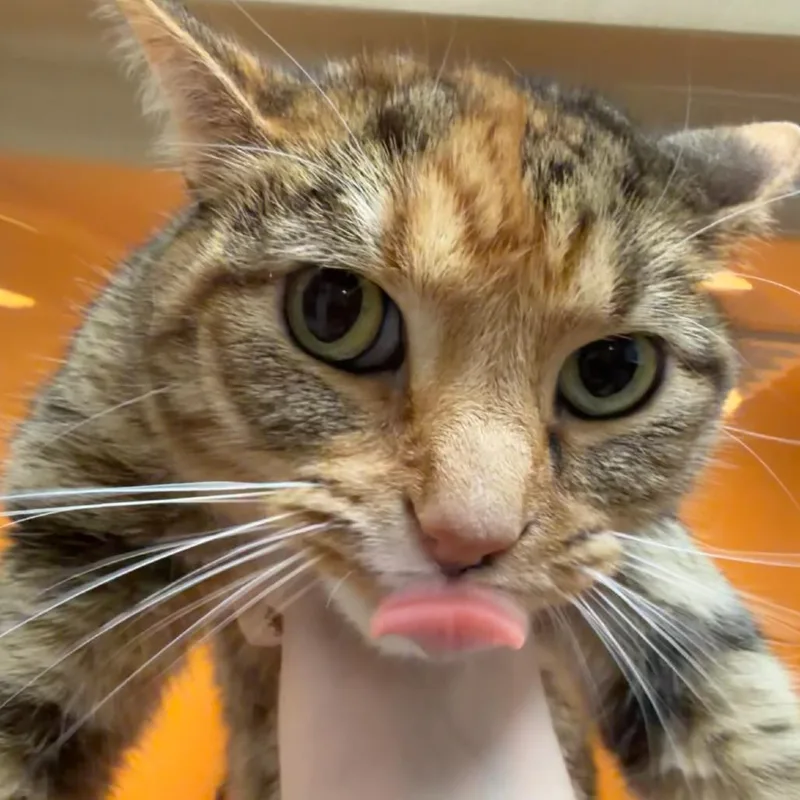 An adult small-sized female Calico Domestic Short Hair cat named Rumpy for adoption in Beckley, WV