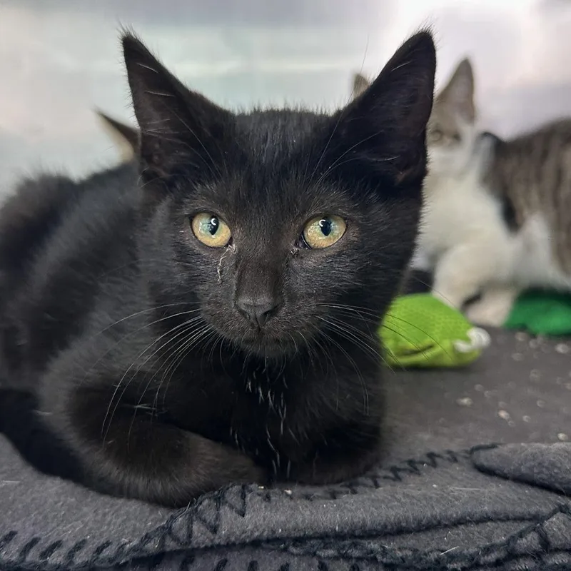 A baby small-sized female Domestic Short Hair cat named Pop for adoption in Matteson, IL