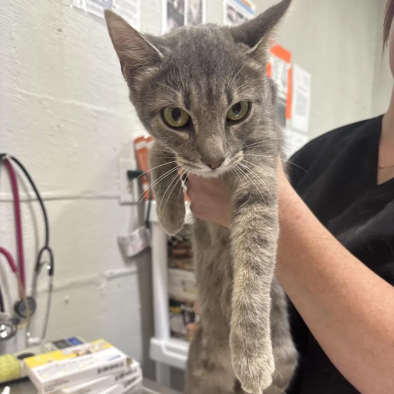 A baby medium-sized female Gray / Blue / Silver Domestic Short Hair cat named Hazel for adoption in Clanton, AL