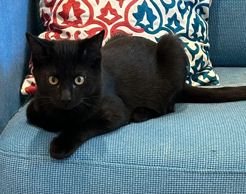 A baby medium-sized male Black Domestic Short Hair cat named Rory for adoption in Price, UT