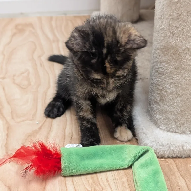A baby medium-sized female Tortoiseshell Domestic Short Hair cat named Sprinkles for adoption in St. Augustine, FL