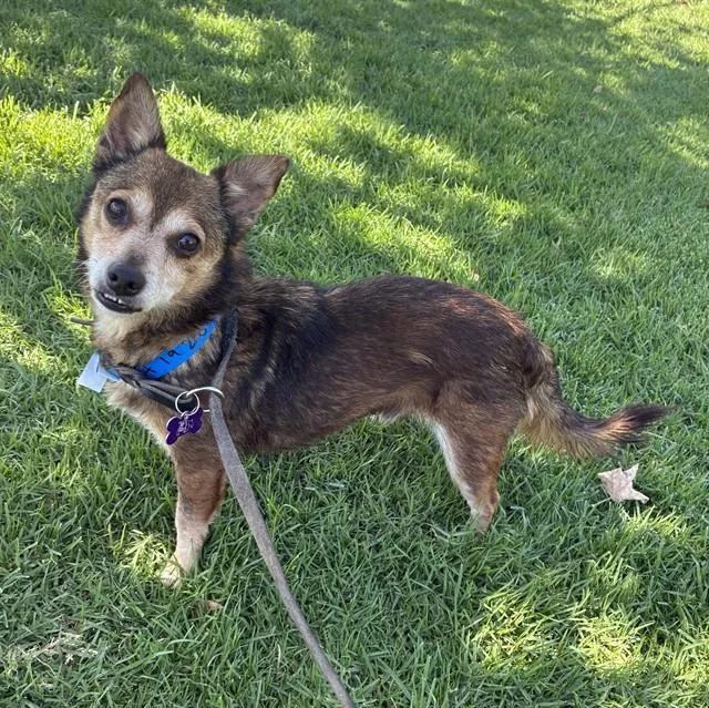An adult small-sized male Terrier dog named King Arthur for adoption in Riverside, CA