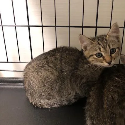 A baby small-sized male Brown / Chocolate Domestic Short Hair cat named Faro for adoption in Novelty, OH
