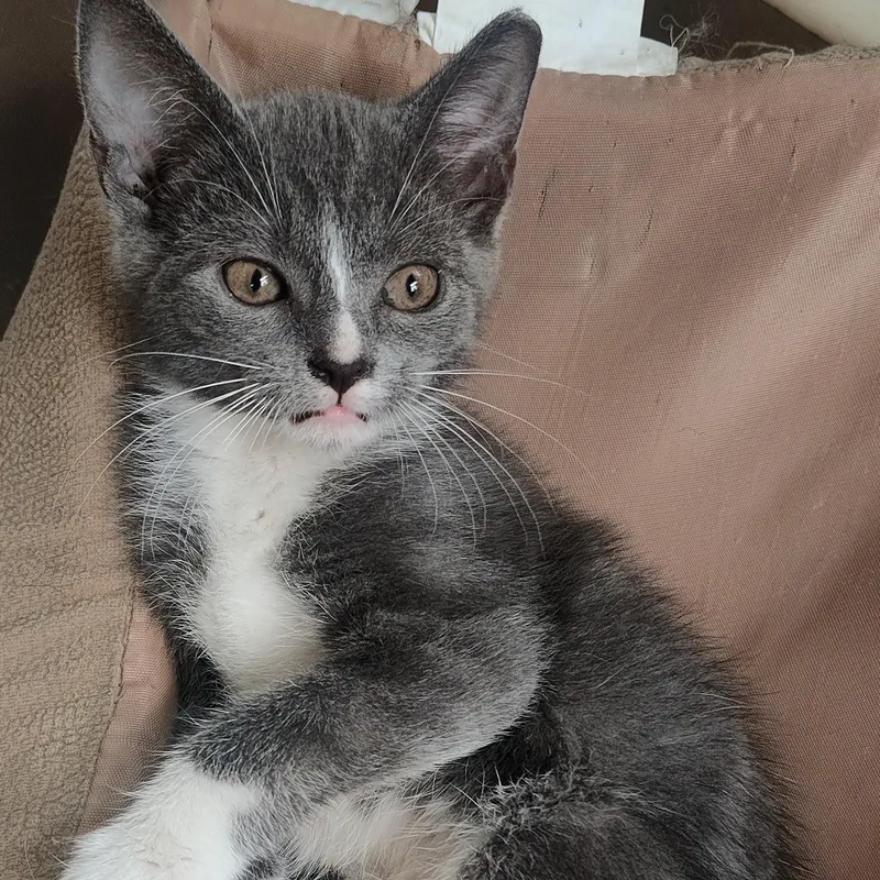 A baby medium-sized male Gray & White Domestic Short Hair cat named Smudge for adoption in Charlotte, NC