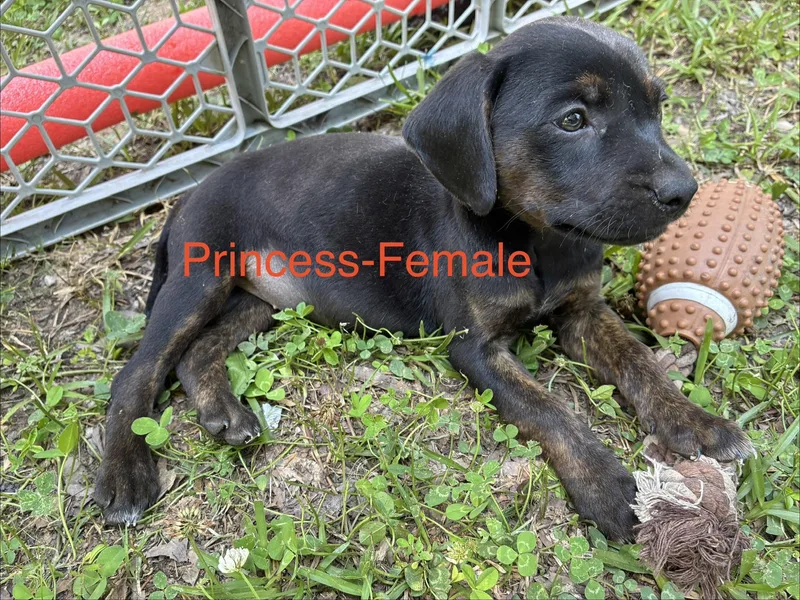 A baby medium-sized female Hound dog named Princess for adoption in Manchester, CT