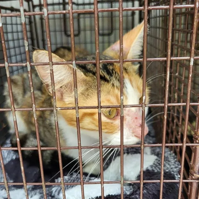 A young medium-sized female Domestic Short Hair cat named Ellie for adoption in San Antonio, TX