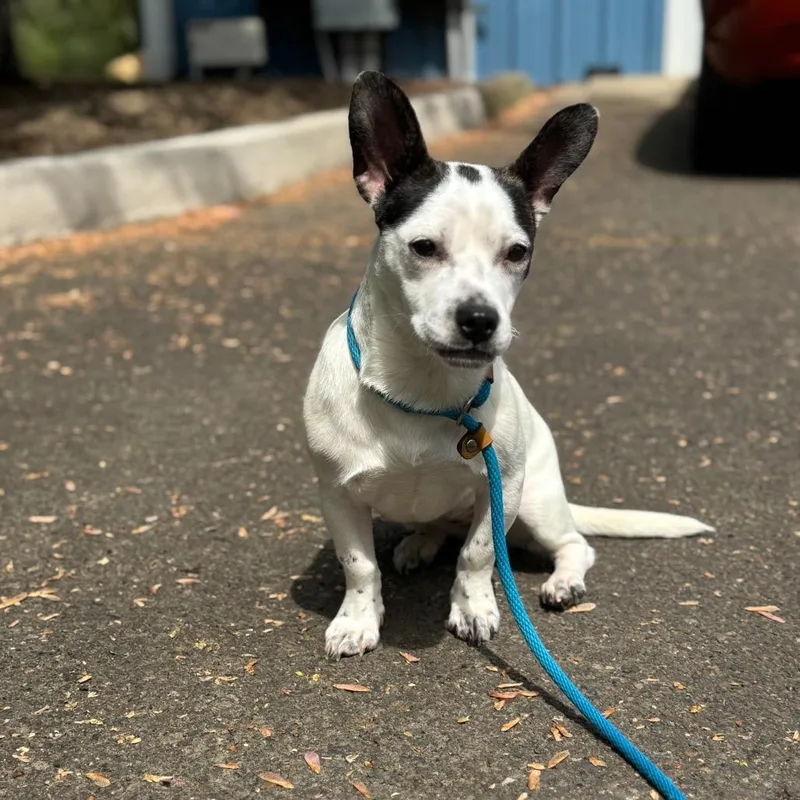 A young small-sized female White / Cream Chihuahua dog named Flower for adoption in Newberg, OR
