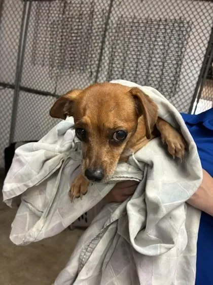 A senior small-sized female Dachshund dog named Penny for adoption in Gainesville, FL