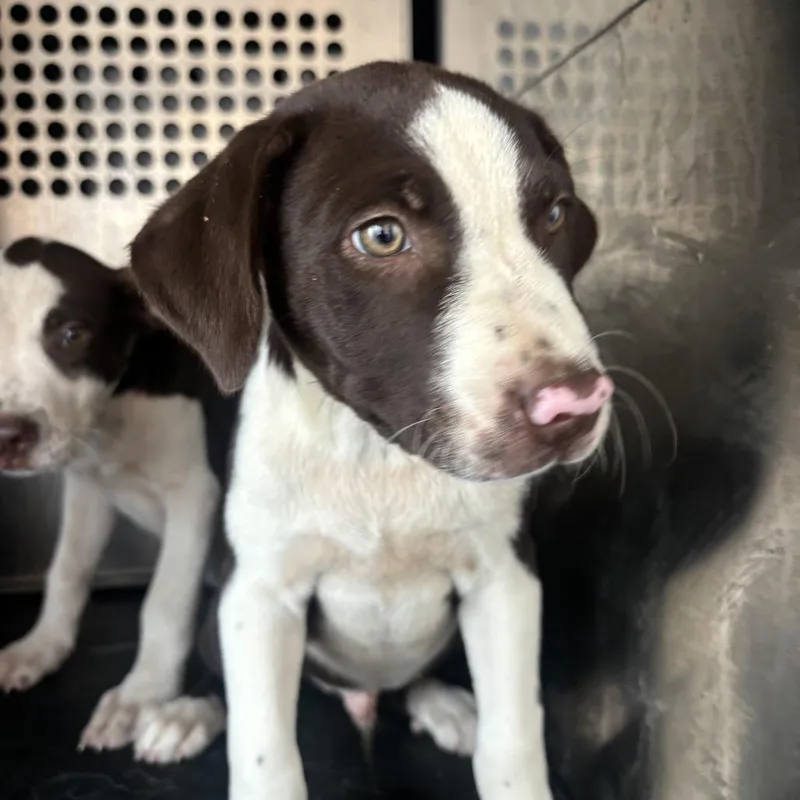A baby small-sized male Brown / Chocolate Pit Bull Terrier dog named Carson for adoption in Birmingham, AL