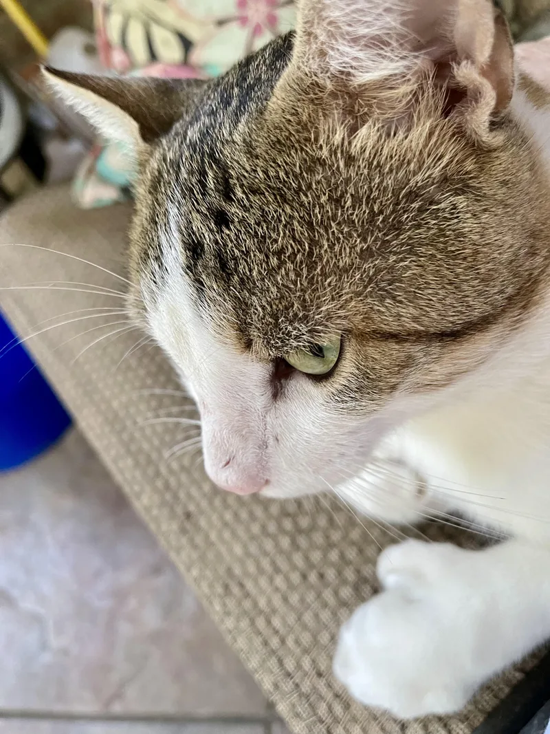 Ernie thumbnail 5