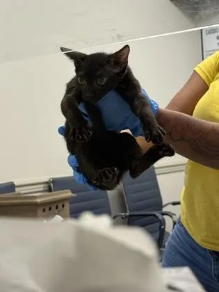 An adult small-sized female Domestic Short Hair cat named Razzle for adoption in Shreveport, LA