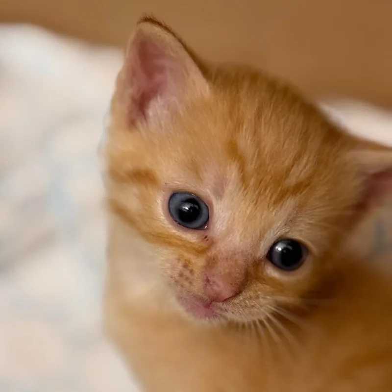 A baby small-sized male Orange / Red Domestic Short Hair cat named Archibald for adoption in Fairfax Station, VA