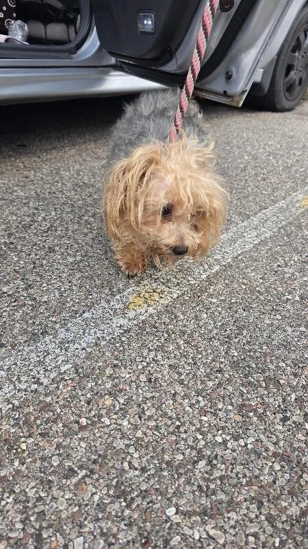 An adult small-sized male Brown / Chocolate Mixed Breed dog named Buddy for adoption in Cincinnati, OH