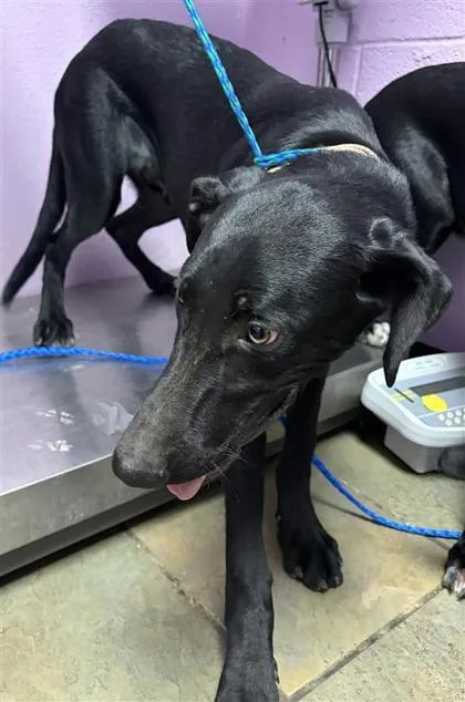 A young medium-sized male Black Mixed Breed dog named Otis Driftwood for adoption in El Paso, TX