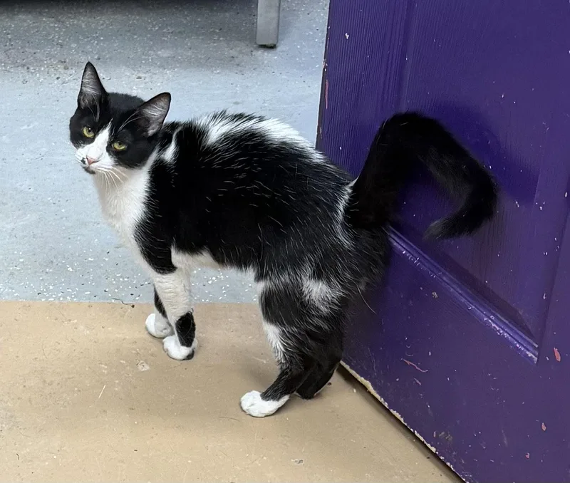 An adult medium-sized female Black & White / Tuxedo Domestic Short Hair cat named Seneca for adoption in Elkins, WV