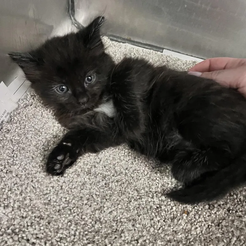 A baby small-sized female Black Domestic Long Hair cat named Bashful for adoption in Charleston, WV