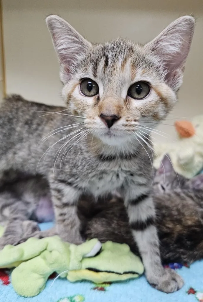 A baby small-sized female Domestic Short Hair cat named Rosalina for adoption in Little Rock, AR